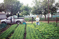 Backyard garden
